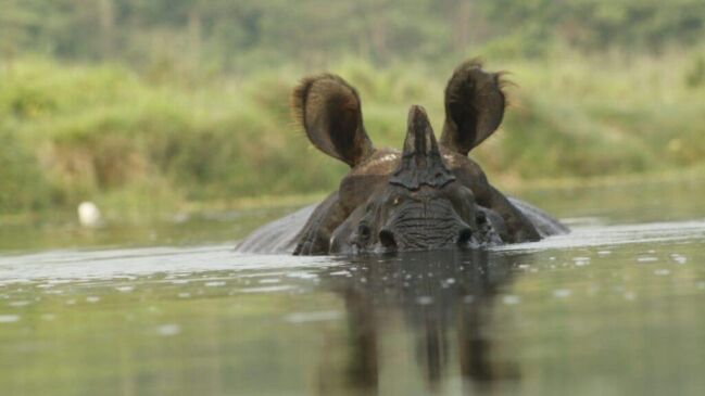 Chitwan National Park Jungle Safari Tour 2024