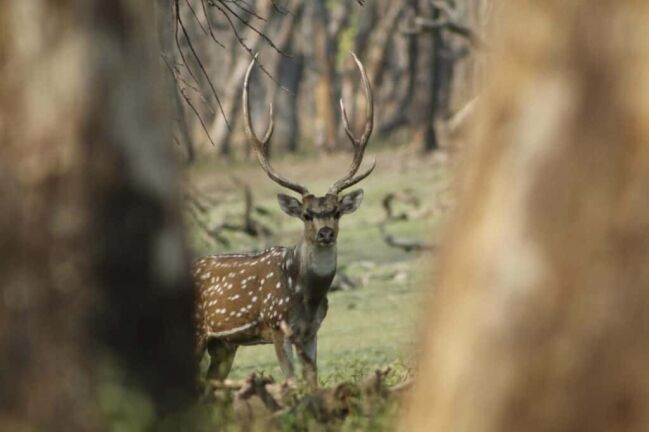 Chitwan National Park Jungle Safari Tour deer