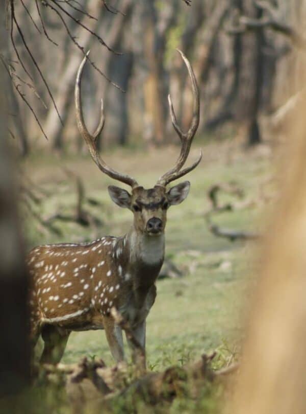 Chitwan National Park Jungle Safari Tour deer