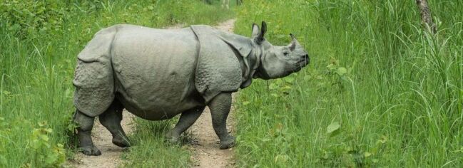 Bardia Jungle Safari