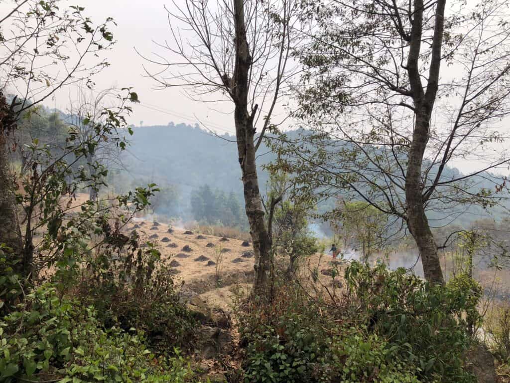 farm land behind the trees near sundarijal
