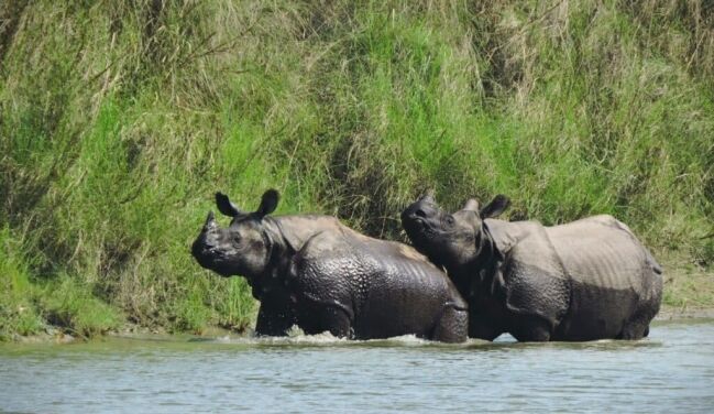 one horned rhinos seen during bardia jungle safari tour