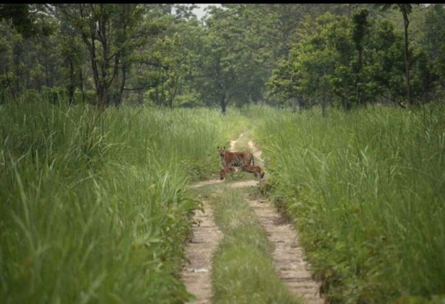 tiger family exploring the park, seen on jeep track