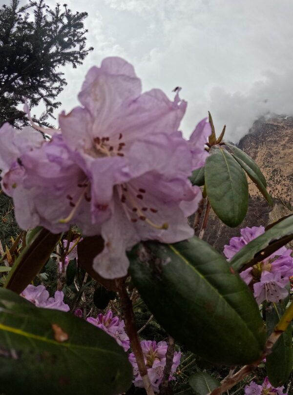Rhododendron flower blooming on the trail of manaslu tsum valley in 2025 April and May season